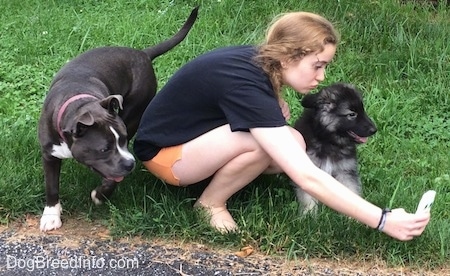 A blue nose American Bully is walking behind a girl kneeling and taking a Selfie with a black with grey Shiloh Shepherd puppy.