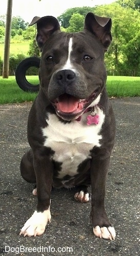 A happy-looking, wide chested, big-headed blue nose American Bully Pit is sitting on a black top surface and looking forward. Her mouth is open and it looks like she is smiling. There is a tire swing behind her.