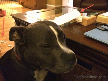 A blue nose American Bully Pit is sitting next to a coffee table. There are red arrows pointing to a paper towel on a table and paper towel pieces behind her.