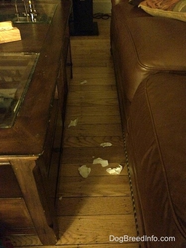 Chewed up paper towel in between a couch and a coffee table.