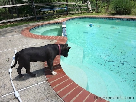 A blue nose American Bully Pit is standing poolside and looking down at the water in the pool.