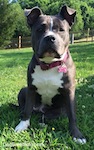 Close up - A blue nose American Bully Pit is sitting in grass and looking forward. She is sitting under the shade of a tree.