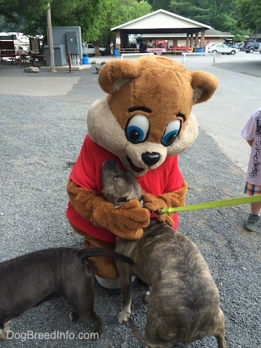A blue nose American Bully Pit is standing on gravel and he is being pet by Kozmo the Knoebels Mascot.