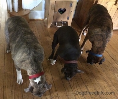 A blue nose Pit Bull Terrier, a blue nose American Bully Pit and a brown brindle Boxer are standing on a hardwood floor and they are eating scrambled egg off of the floor.