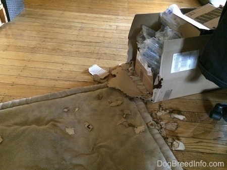A chewed up cardboard box on a hardwood floor.