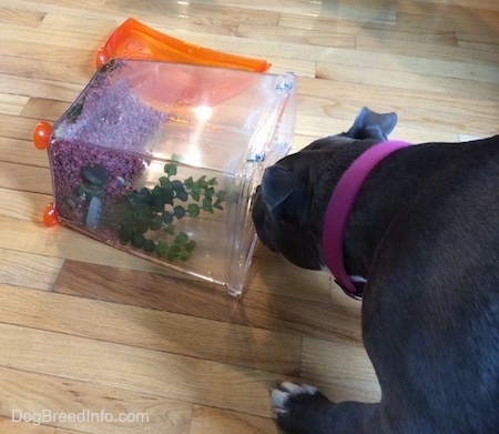 A blue nose American Bully Pit is sniffing a fallen over fish tank on a hardwood floor.