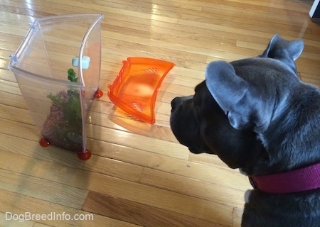 A blue nose American Bully Pit is sitting on a hardwood floor and she is looking at a right side up clear plastic fish tank. The lid to the tank is on the floor next to her.