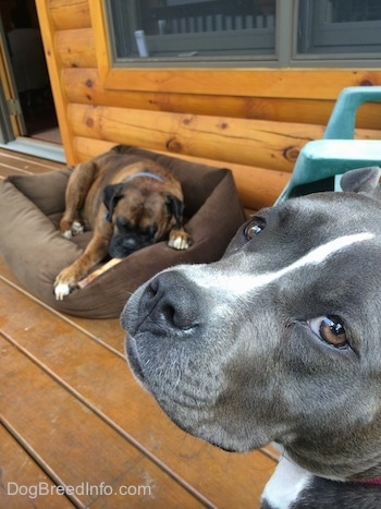 The face of a blue nose American Bully Pit is looking back. There is a brown brindle Boxer laying down on a dog bed and he is chewing a bone. They are on the porch of a log cabin.