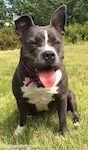 A blue nose American Bully Pit is sitting in grass. She is looking forward, her mouth is open and her tongue is out. It looks like she is smiling.