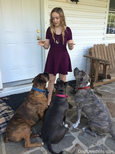 Three dogs are sitting in front of a girl in a purple dress.