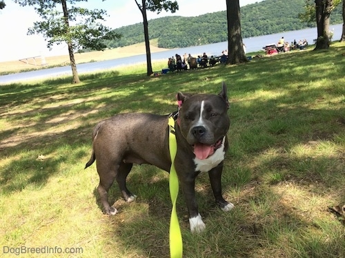 A blue nose American Bully Pit is standing in grass. She has her mouth open and her tongue is out. There are a lot of people and a body of water in the background.