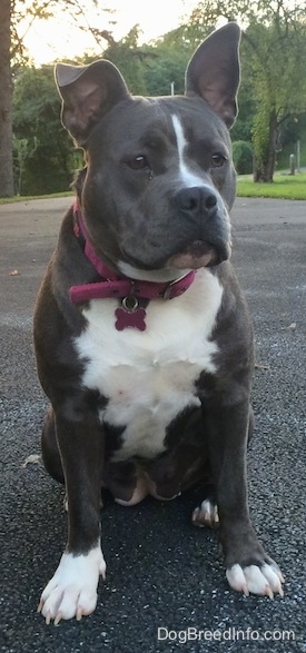 A thick-bodied, blue nose American Bully Pit is sitting on a blacktop surface and she is looking forward. Her right ear is up and the left one is flopped over.