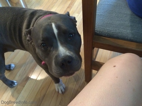Close up - A blue nose American Bully Pit is walking toward the legs of a person in a chair.