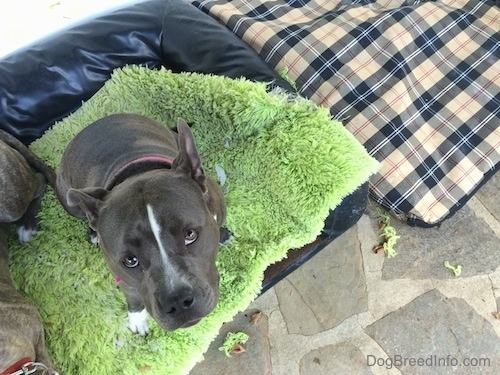 Top down view of a blue nose American Bully Pit sitting on a chewed on green rug that is on top of a dog bed on a stone porch and she is looking up.