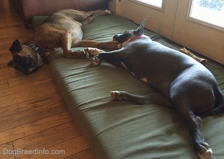 A blue nose American Bully Pit and a brown brindle Boxer are sleeping on a orthopedic dog bed in front of glass doors.