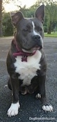 A blue nose American Bully Pit is sitting on a blacktop surface and she is looking to the right. Her right ear is up and her left ear is slightly up.