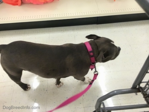 A blue nose American Bully Pit is walking across a floor next to a shopping cart in a store.