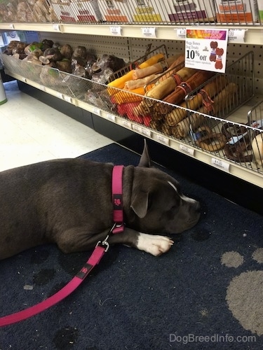 Close up - A blue nose American Bully Pit is laying down on a floor in a store in front of a shelf of bones.