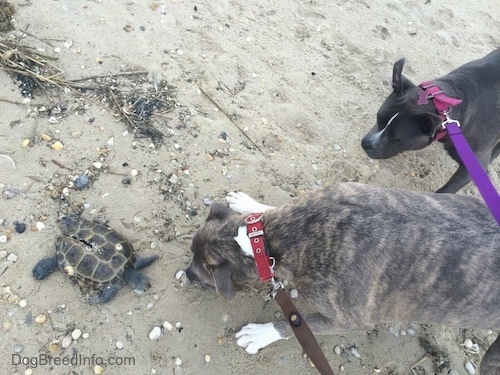 A blue nose Pit Bull Terrier and a blue nose American Bully Pit are walking to a dead turtle with a cracked shell on a sandy beach.