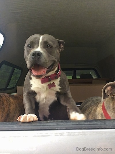 A blue nose American Bully Pit is jumped up against the open truck cap of a gray Toyota pick-up truck. Her mouth is open and it looks like she is smiling. There are two other dogs next to her.