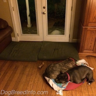A blue nose Pit Bull Terrier and a blue nose American Bully Pit are sharing and sleeping in a small dog bed in front of two large empty beds.