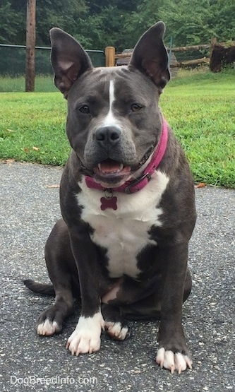 A thick bodied, blue nose American Bully Pit is sitting on a blacktop surface and she is looking forward. Her mouth is open and it looks like she is smiling.