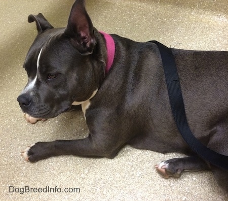 A blue nose American Bully Pit is laying on a floor and she is looking forward.