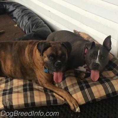 A brown brindle Boxer and a blue nose American Bully Pit are laying on a plaid pillow together in front of a house on a porch. Both of there mouths are open and there tongues are out.