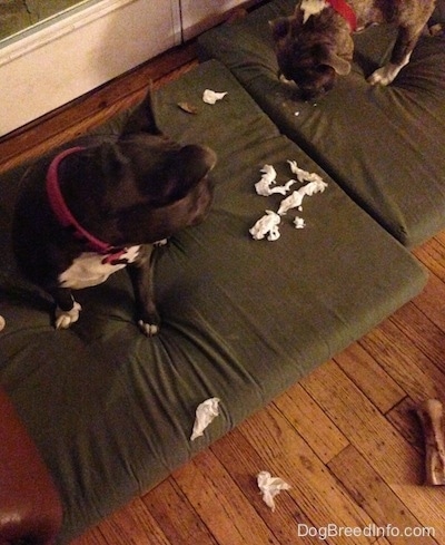 A blue nose American Bully Pit is sitting on a green orthopedic dog bed pillow looking down at chewed up paper towels. She is looking at a blue nose Pit Bull Terrier who is looking at the mess.