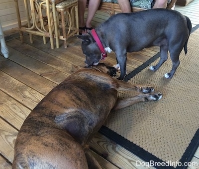 A brown brindle Boxer is laying on his left side and a blue nose American Bully Pit is licking the face of the Boxer.