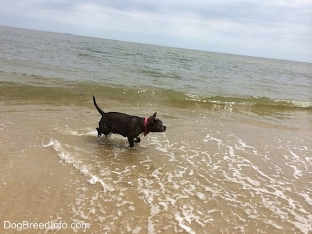 A blue nose American Bully Pit is running across sand and her feet are covered in water.