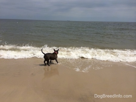 A blue nose American Bully Pit is running away from a coming wave.