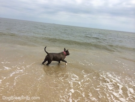 A blue nose American Bully Pit is jumping across a body of water.