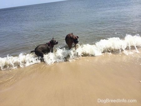 A brown brindle Boxer and a blue nose American Bully Pit are standing in descending waves on a beach.