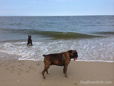 A blue nose American Bully Pit is in water with a wave about to break on her. A brown brindle Boxer is in the sand on shore.