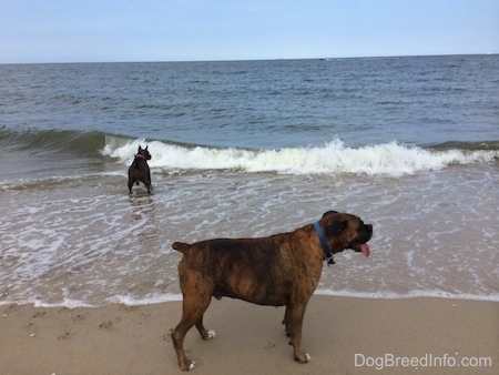 A blue nose American Bully Pit is in water with a wave about to break on her. A brown brindle Boxer is in the sand on shore facing the right.