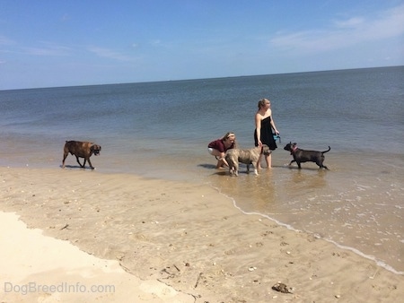 A girl is standing in the ocean with four dogs around her