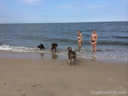 A blue nose American Bully Pit is biting at a wave. A brown brindle Boxer is looking down at the water coming in. A blue nose Pit Bull Terrier is looking at the other dogs play in the waves.