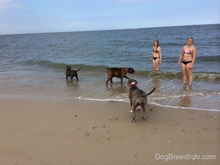 A blue nose Pit Bull Terrier is walking away from a shore as a wave is coming in. A blue nose American Bully Pit is standing in water and looking out into a body of water. A brown brindle Boxer is looking at two girls standing in the water.