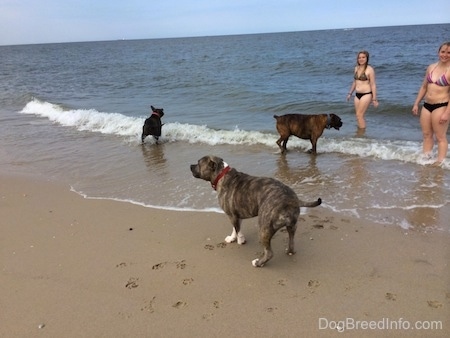 Two girls and three dogs standing on the ocean shore line