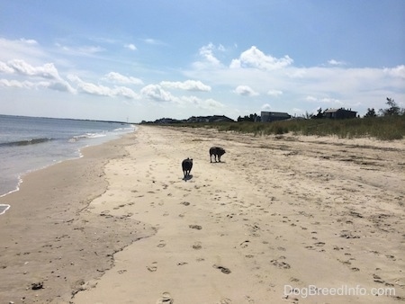 The back of two dogs that are walking across sand next to the water at a beach.