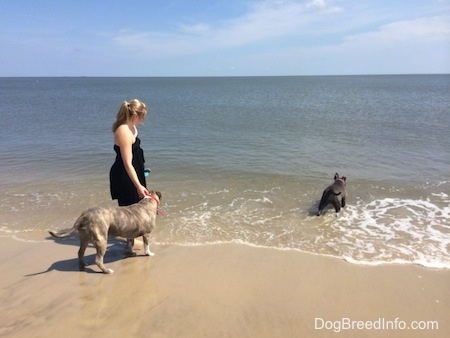A girl wrapped in a black dress is holding on to the collar of a blue nose Pit Bull Terrier. Standing in the water is a blue nose American Bully Pit.
