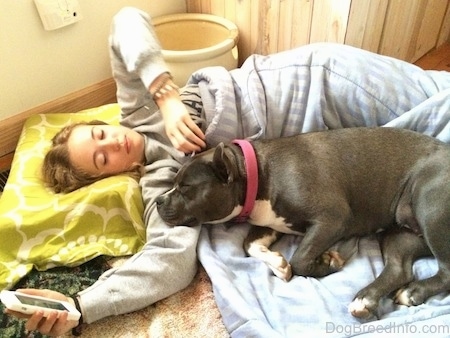 A blue nose American Bully Pit is sleeping next to a girl laying on the floor with a phone in her hand.