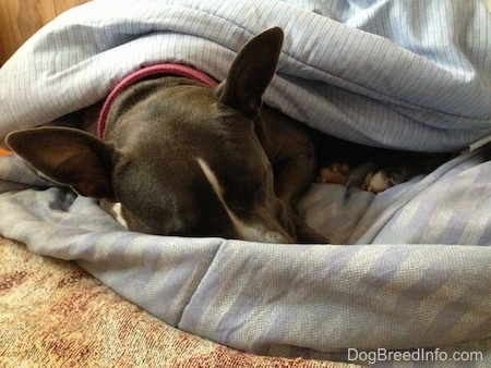 Close up - A blue nose American Bully Pit is sleeping on a blanket and she is covered in a blanket.