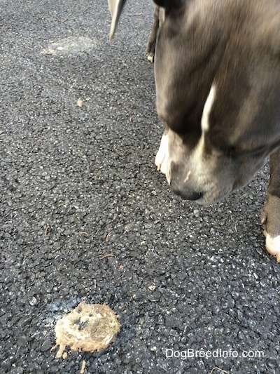 Close up - A blue nose American Bully Pit is looking down at bird poop on a black top surface.
