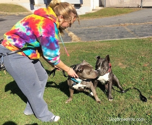 A dark gray with white American Bully and a grey with white Pit Bull Terrier are sitting adjacent to each other in a patch of grass and a person in a tie dye shirt is touching the collar of the Pit Bull Terrier.