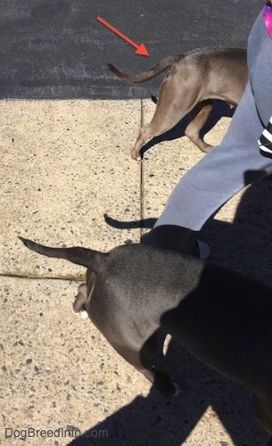 Close Up - The back end of two dogs being led on a walk across a concrete surface. A red arrow is pointing to the tail of a grey with white Pit Bull Terrier that is down.