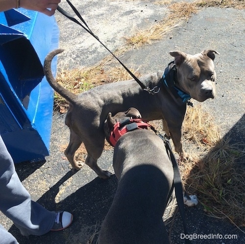A dark gray with white American Bully is smelling a grey with white Pit Bull Terrier. There is a person holding The Pit Bull Terriers leash.
