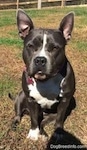A blue nose American Bully Pit is sitting in a yard with some brown grass. She is looking forward and her ears are up.