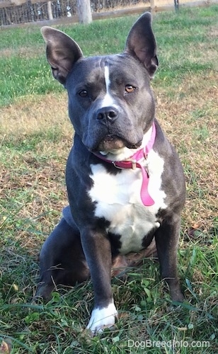 A wide chested, blue nose American Bully Pit is sitting in grass and looking forward. Both of her ears are up.
